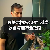 狼蛛宠物怎么喂?科学饮食与喂养全攻略(图3) 狼蛛宠物怎么喂?科学饮食与喂养全攻略(图3)