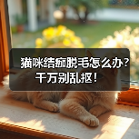 猫咪结痂脱毛怎么办?千万别乱抠!(图3) 猫咪结痂脱毛怎么办?千万别乱抠!(图3)