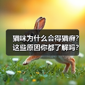 猫咪为什么会得猫癣？这些原因你都了解吗？(图2)