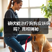 碘伏能治疗狗狗皮肤病吗？真相揭秘(图2)