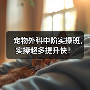 宠物外科中阶实操班，实操超多提升快！