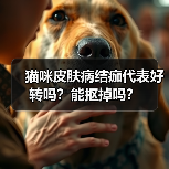 猫咪皮肤病结痂代表好转吗？能抠掉吗？ - 辰飞雨新生家伴