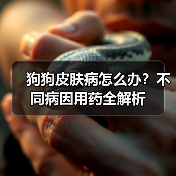 狗狗皮肤病怎么办？不同病因用药全解析 - 辰飞雨新生家伴