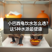 小巴西龟饮水怎么选？这5种水源最健康(图2)
