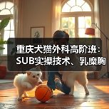 重庆犬猫外科高阶班：SUB实操技术、乳糜胸处理等，3天密训提 - 辰飞雨新生家伴