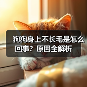 狗狗身上不长毛是怎么回事?原因全解析(图2) 狗狗身上不长毛是怎么回事?原因全解析(图2)