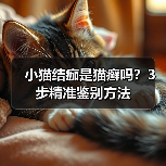 小猫结痂是猫癣吗?3步精准鉴别方法(图3) 小猫结痂是猫癣吗?3步精准鉴别方法(图3)