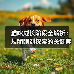 猫咪成长阶段全解析:从闭眼到探索的关键期(图3) 猫咪成长阶段全解析:从闭眼到探索的关键期(图3)
