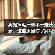狗狗掉毛严重不一定长癣,这些原因你了解吗?(图3) 狗狗掉毛严重不一定长癣,这些原因你了解吗?(图3)