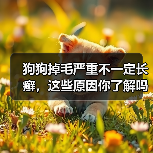 狗狗掉毛严重不一定长癣,这些原因你了解吗?(图4) 狗狗掉毛严重不一定长癣,这些原因你了解吗?(图4)