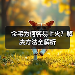 金毛为何容易上火?解决方法全解析(图2) 金毛为何容易上火?解决方法全解析(图2)
