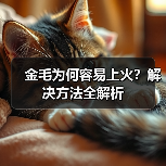金毛为何容易上火?解决方法全解析(图3) 金毛为何容易上火?解决方法全解析(图3)