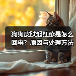 狗狗皮肤起红疹是怎么回事?原因与处理方法(图2) 狗狗皮肤起红疹是怎么回事?原因与处理方法(图2)