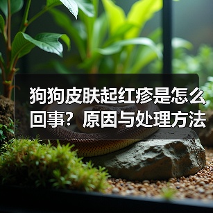 狗狗皮肤起红疹是怎么回事?原因与处理方法(图4) 狗狗皮肤起红疹是怎么回事?原因与处理方法(图4)