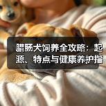 腊肠犬饲养全攻略：起源、特点与健康养护指南 - 辰飞雨新生家伴