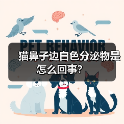 猫鼻子边白色分泌物是怎么回事?(图4) 猫鼻子边白色分泌物是怎么回事?(图4)