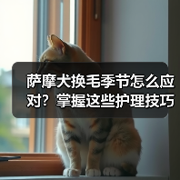 萨摩犬换毛季节怎么应对?掌握这些护理技巧(图2) 萨摩犬换毛季节怎么应对?掌握这些护理技巧(图2)
