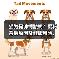 猫为何钟情酸奶？揭秘背后原因及健康风险，科学喂养指南(图2)