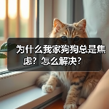 为什么我家狗狗总是焦虑?怎么解决?(图2) 为什么我家狗狗总是焦虑?怎么解决?(图2)