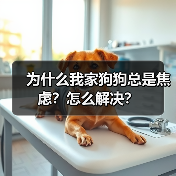为什么我家狗狗总是焦虑?怎么解决?(图3) 为什么我家狗狗总是焦虑?怎么解决?(图3)
