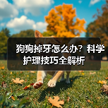 狗狗掉牙怎么办?科学护理技巧全解析(图2) 狗狗掉牙怎么办?科学护理技巧全解析(图2)