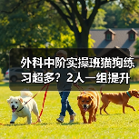 外科中阶实操班猫狗练习超多？2人一组提升快不？ - 辰飞雨新生家伴