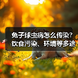 兔子球虫病怎么传染？饮食污染、环境等多途径解析 - 辰飞雨新生家伴