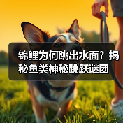 锦鲤为何跳出水面?揭秘鱼类神秘跳跃谜团(图2) 锦鲤为何跳出水面?揭秘鱼类神秘跳跃谜团(图2)