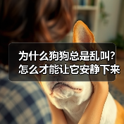 为什么狗狗总是乱叫？怎么才能让它安静下来？(图2)