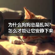 为什么狗狗总是乱叫？怎么才能让它安静下来？(图3)