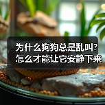 为什么狗狗总是乱叫？怎么才能让它安静下来？(图4)