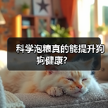 科学泡粮真的能提升狗狗健康？