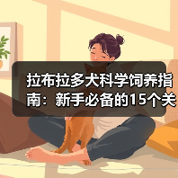 拉布拉多犬科学饲养指南：新手必备的15个关键点(图2)
