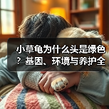 小草龟为什么头是绿色？基因、环境与养护全解析(图2)