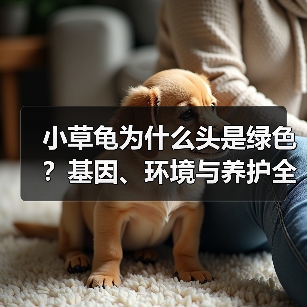 小草龟为什么头是绿色？基因、环境与养护全解析(图4)