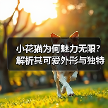 小花猫为何魅力无限？解析其可爱外形与独特