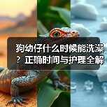 狗幼仔什么时候能洗澡？正确时间与护理全解析(图1)