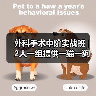 外科手术中阶实战班｜2人一组提供一猫一狗，实操机会多到爆！(图2)