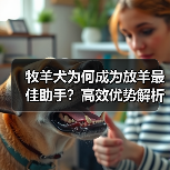 牧羊犬为何成为放羊最佳助手？高效优势解析(图3)