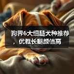 狗界6大细腿犬种推荐，优雅长腿颜值高(图1)