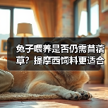 兔子喂养是否仍需苜蓿草？提摩西饲料更适合