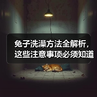 兔子洗澡方法全解析，这些注意事项必须知道！(图3)