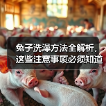 兔子洗澡方法全解析，这些注意事项必须知道！(图2)