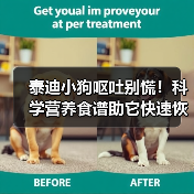 泰迪小狗呕吐别慌！科学营养食谱助它快速恢复(图4)