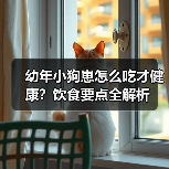 幼年小狗崽怎么吃才健康？饮食要点全解析(图2)