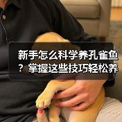 新手怎么科学养孔雀鱼？掌握这些技巧轻松养出健康鱼群(图4)