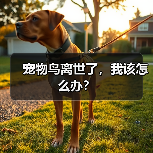 宠物鸟离世了,我该怎么办?(图2) 宠物鸟离世了,我该怎么办?(图2)