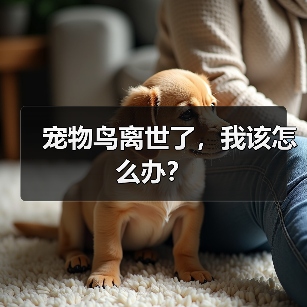 宠物鸟离世了,我该怎么办?(图1) 宠物鸟离世了,我该怎么办?(图1)