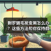 暇罗猫毛发变黑怎么办？这些方法帮你保持颜色不变(图1)