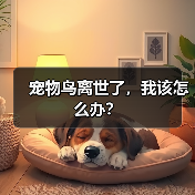 宠物鸟离世了，我该怎么办？ - 辰飞雨新生家伴